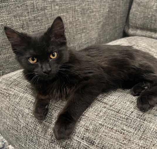 Photo of Alice (FeLV+)