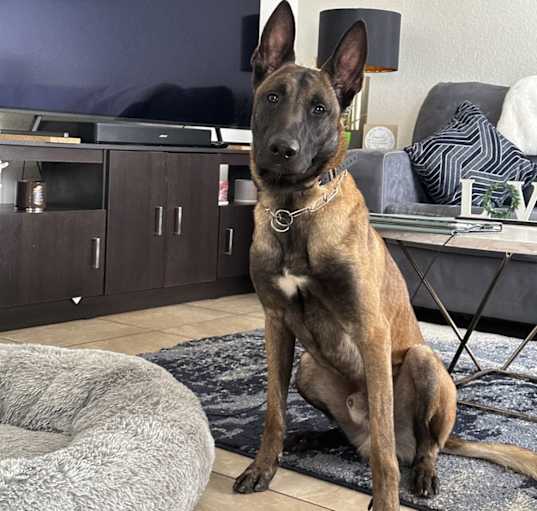 Photo of Ace