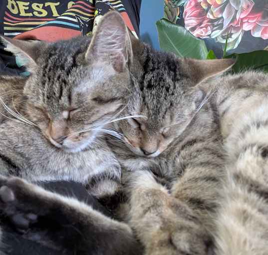 Photo of Chloe and Zoey (bonded pair)
