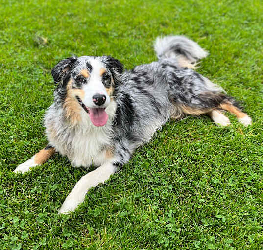 Photo of Poppy