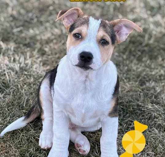 Photo of Lemon Drop