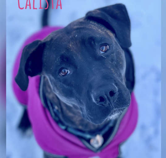 Photo of Calista