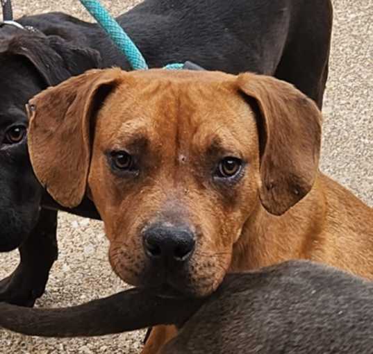 Photo of Scooby