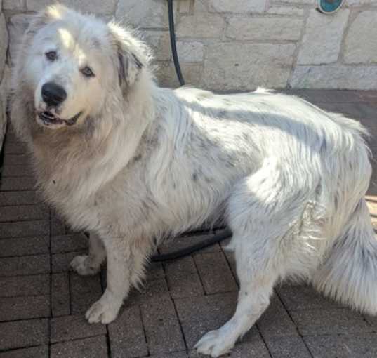 Photo of Blue