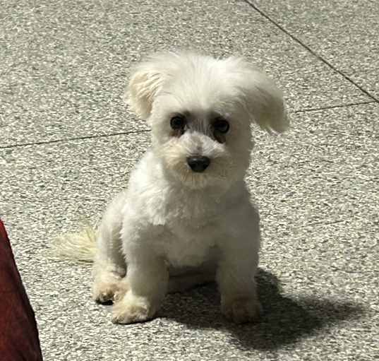 Photo of Snowball