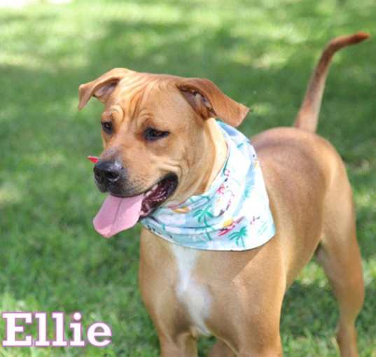 Photo of ELLIE