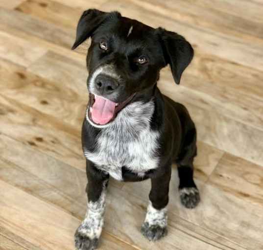 Photo of Scout