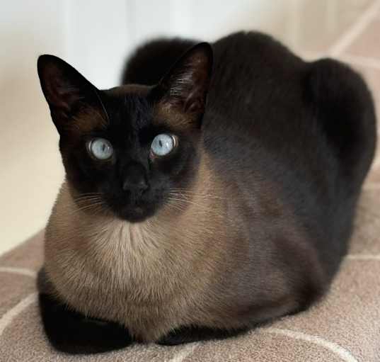 Photo of Kobi