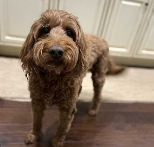 Photo of Sugar Bear