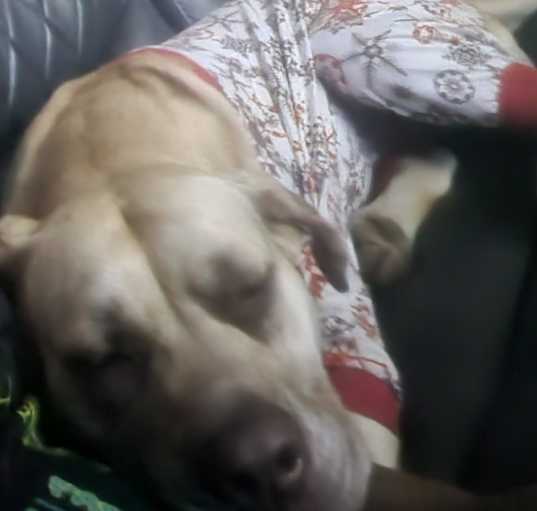 Photo of Rosy