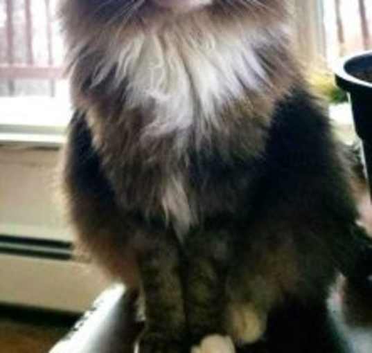 Photo of Copernicus