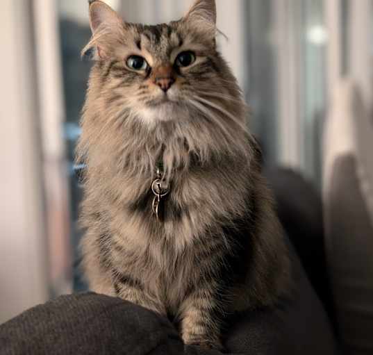 Photo of Beans