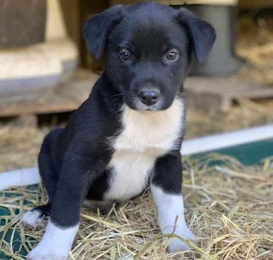 Photo of Tux