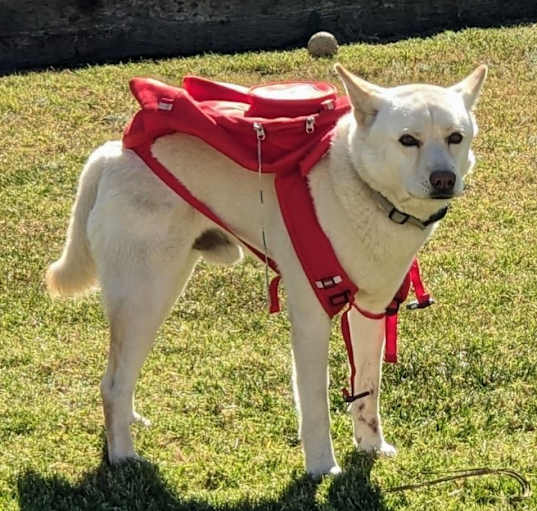 Photo of THOR DOGG