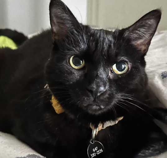 Photo of Pinot Noir (Snowball)