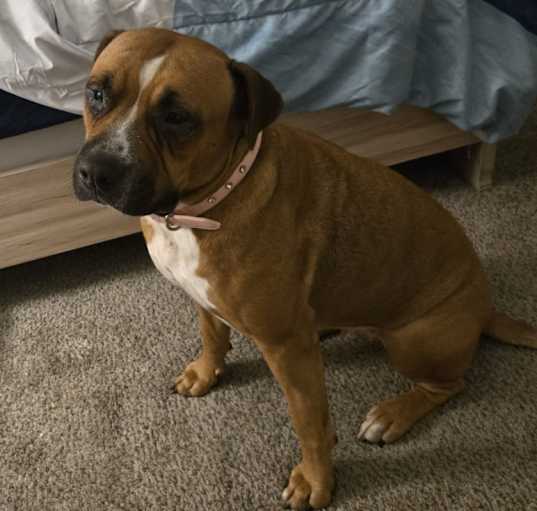 Photo of Ginger