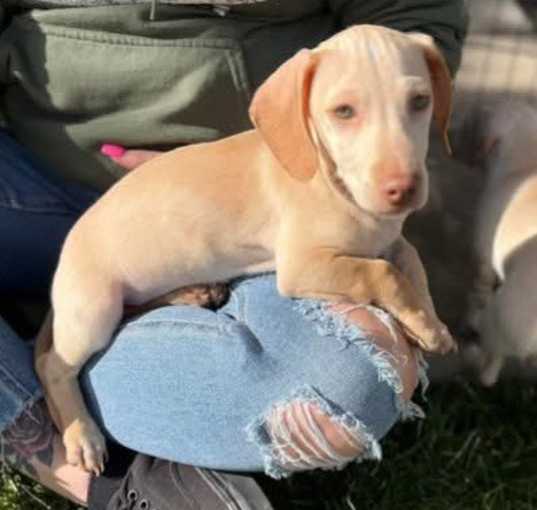 Photo of Clyde (#2)