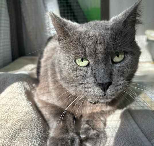 Photo of Louie