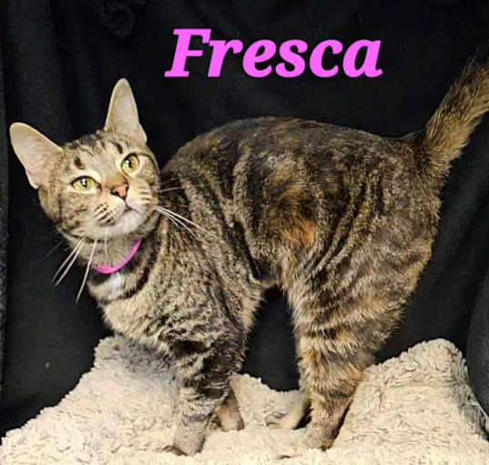 Photo of Fresca