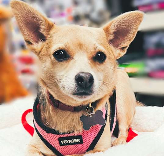 Photo of Peaches