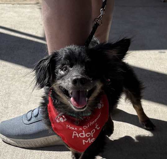 Photo of Sparky