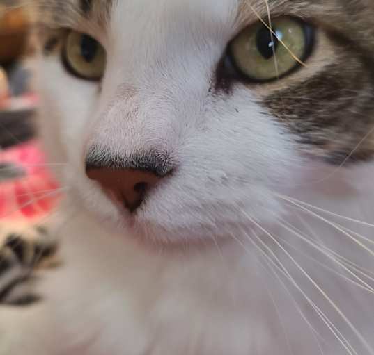 Photo of Callie