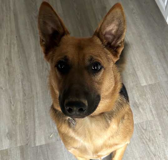 Photo of Merlin