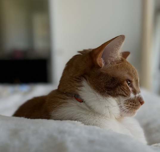 Photo of Pumpkin