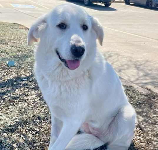 Photo of Scout