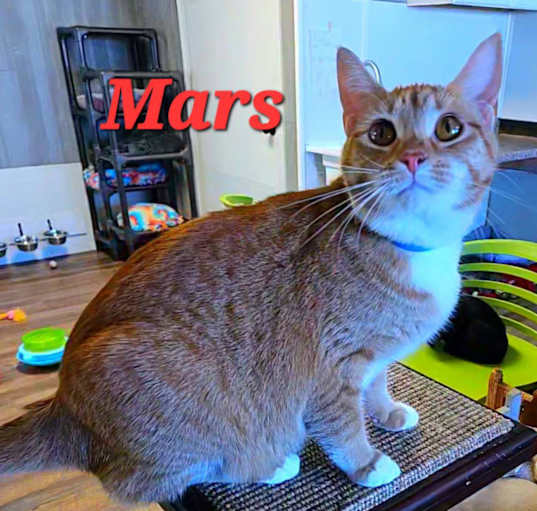 Photo of Mars