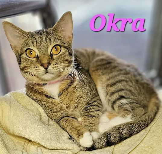 Photo of Okra