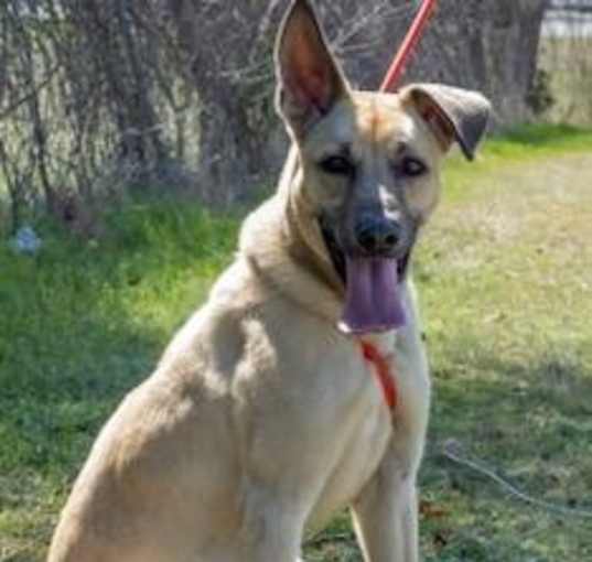 Photo of Chico