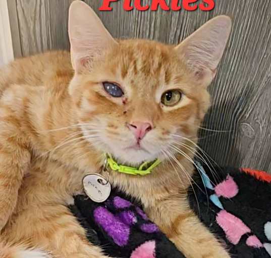 Photo of Pickles