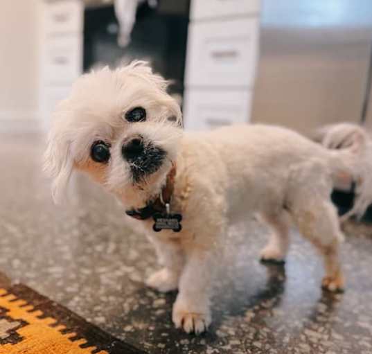 Photo of Fluffy Lady