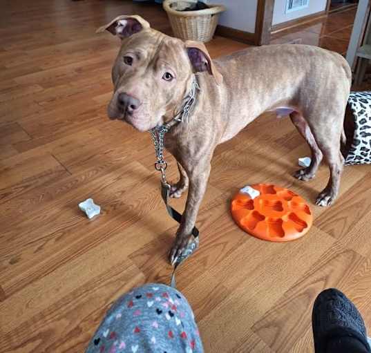 Photo of Otis