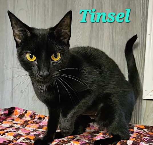 Photo of Tinsel