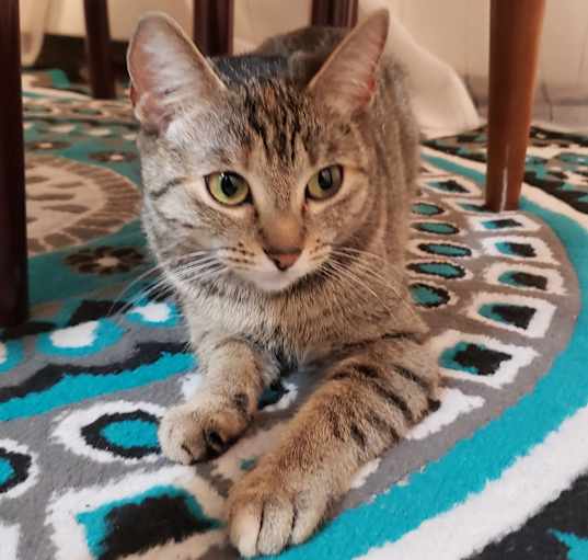 Photo of Willow
