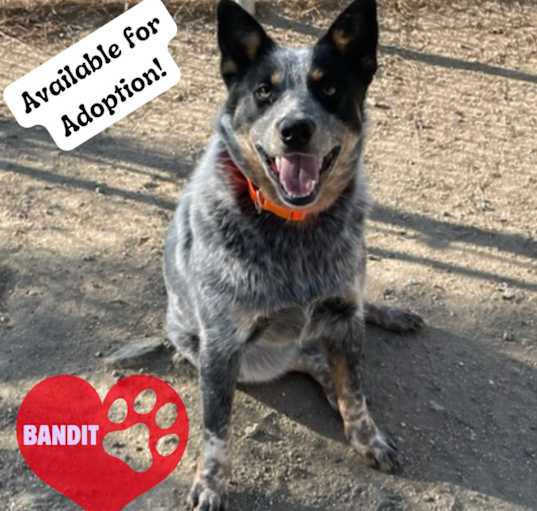 Photo of Bandit