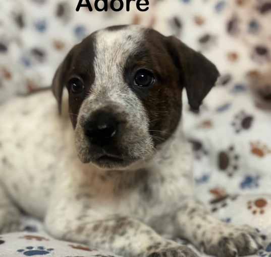 Photo of Adore