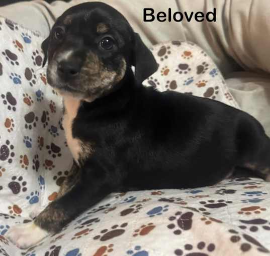 Photo of Beloved