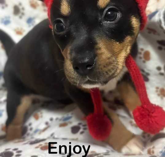 Photo of Enjoy