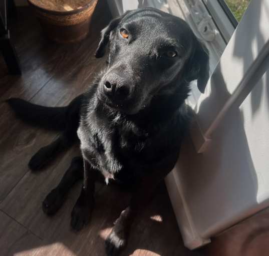 Photo of Pita