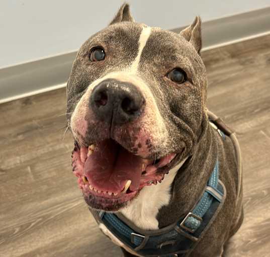 Photo of Joker