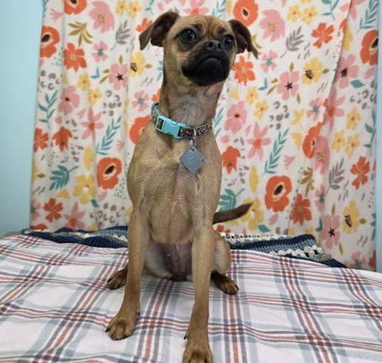 Photo of Trixie