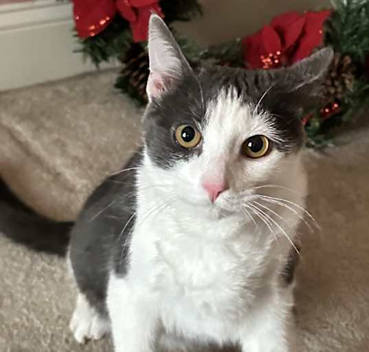 Photo of Louie
