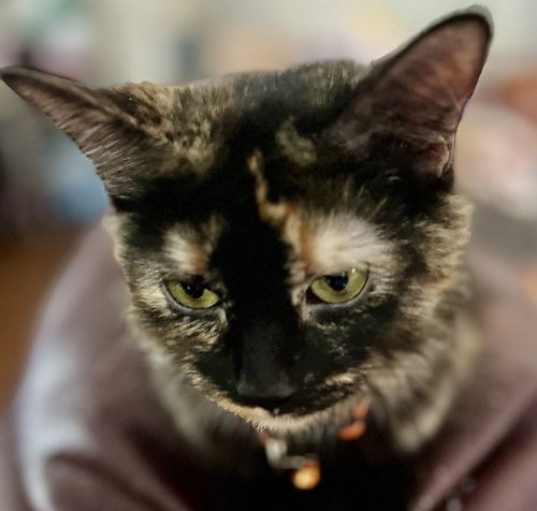 Photo of WAFFLE