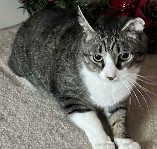 Photo of Oskar