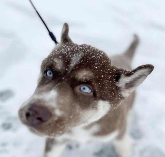 Photo of Milo