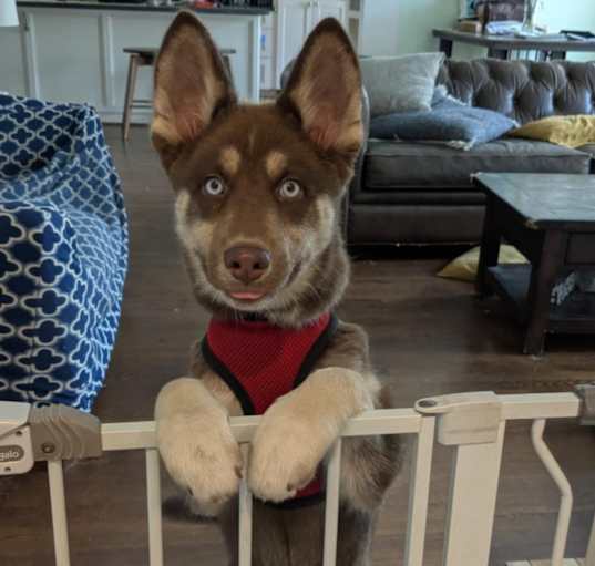 Photo of Mila
