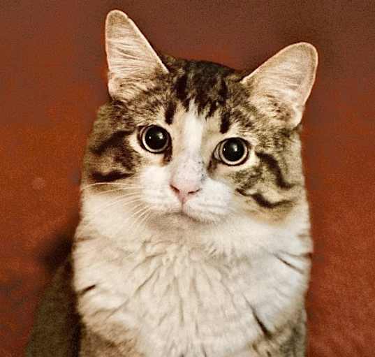 Photo of Oliver